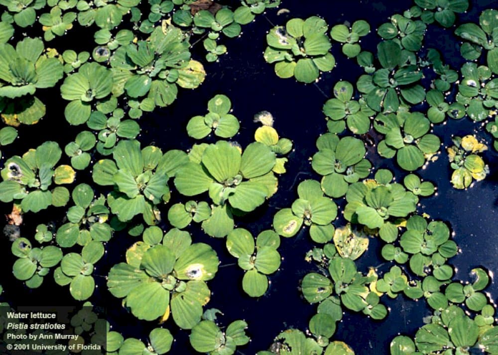 water lettuce