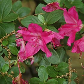 Kyushu azalea