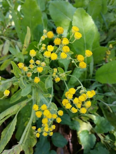 Costmary