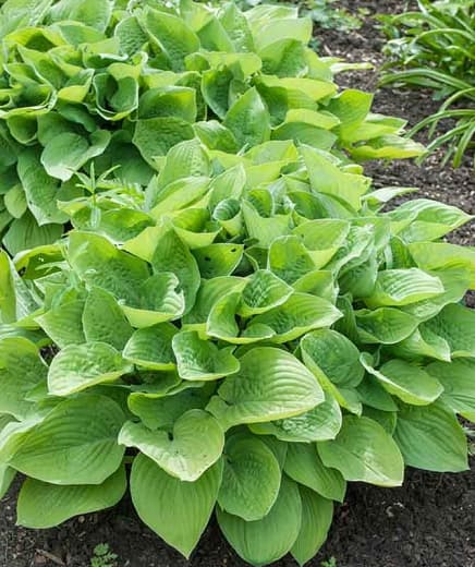 plantain lily 'August Moon'