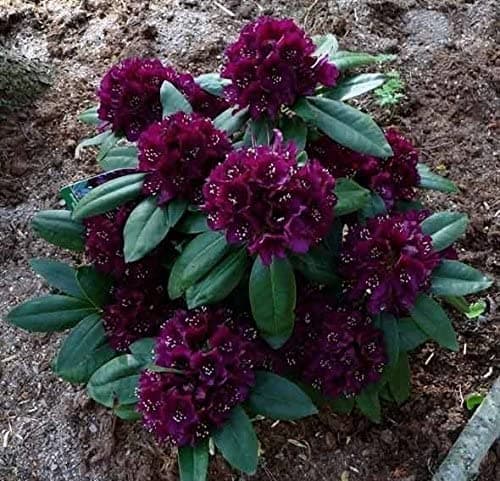 Rhododendron Polar Night