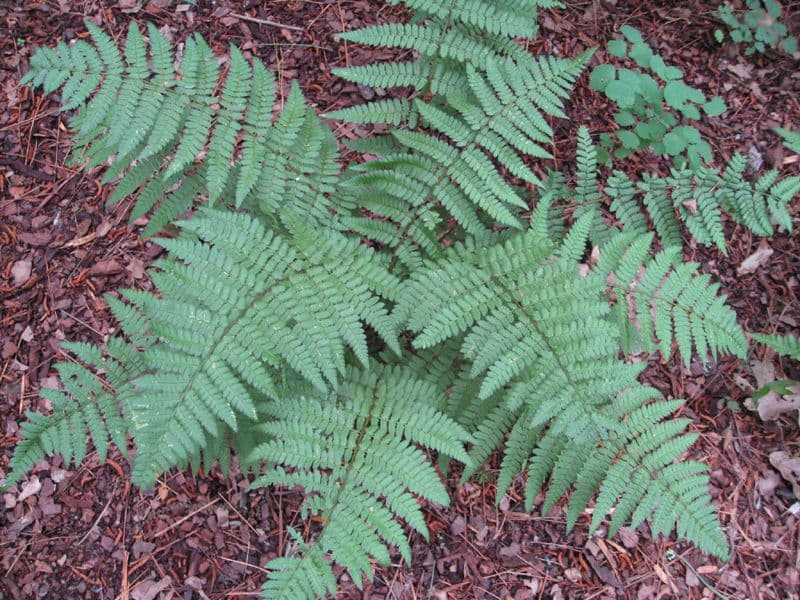 scaly buckler fern