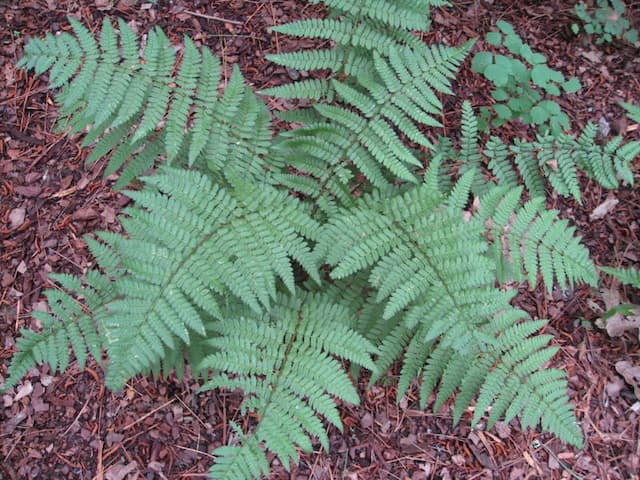 Scaly buckler fern