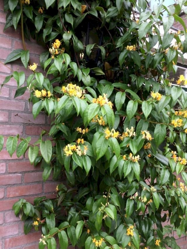 Henry's Honeysuckle 'Copper Beauty'