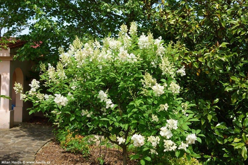 Syringa × prestoniae Miss USA