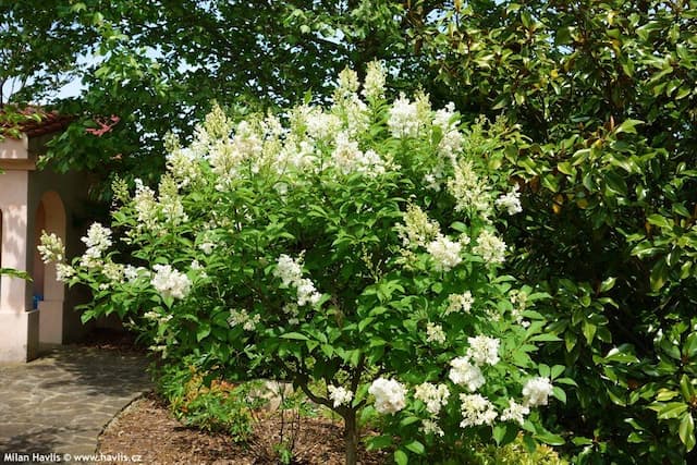 Syringa × prestoniae Miss USA