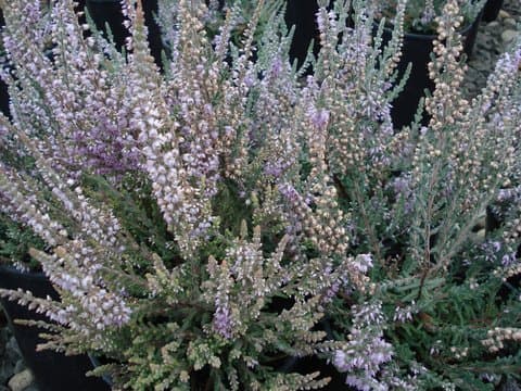 heather 'Silver Knight'