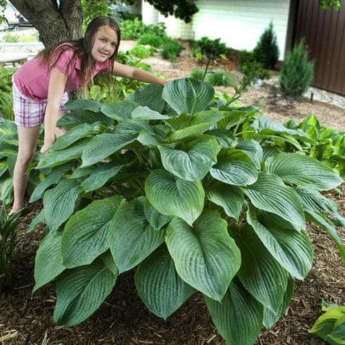 plantain lily 'Empress Wu'