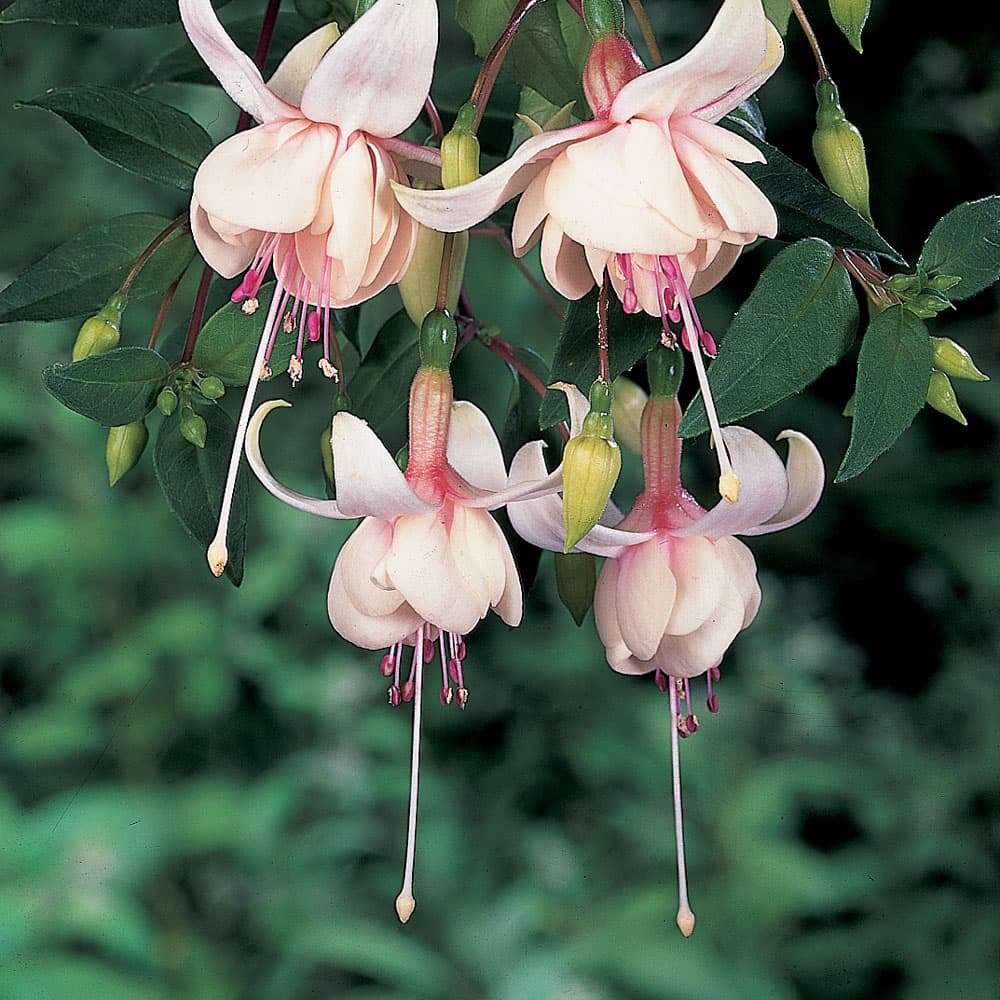 fuchsia 'Harry Gray'