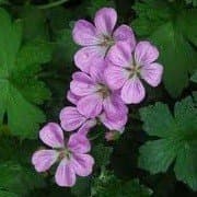 Geranium 'Jean Armour'