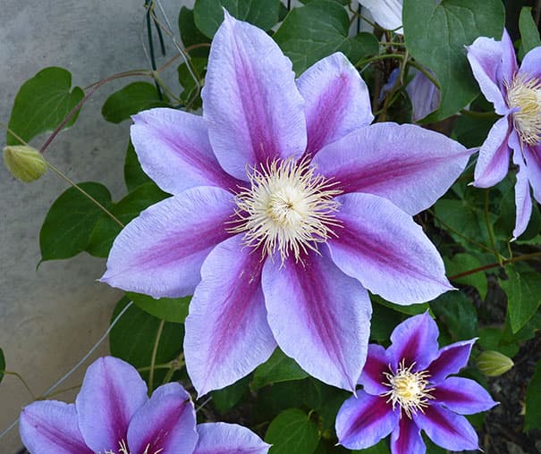 clematis 'Barbara Jackman'