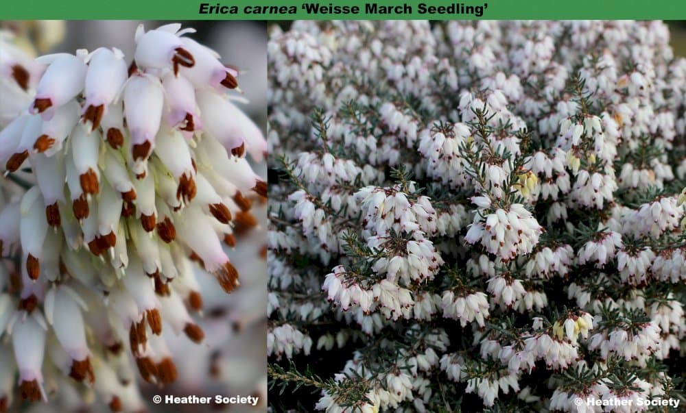 heather 'Weisse March Seeding'