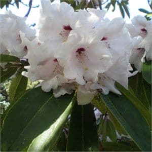 Rhododendron 'Avalanche'