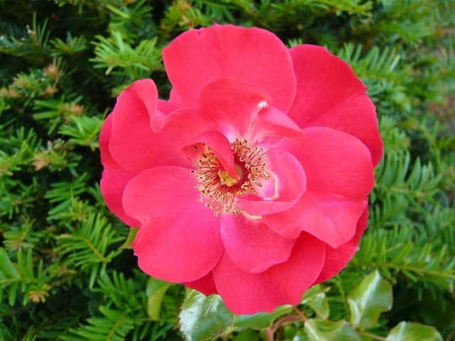 Rose 'Olympic Flame'