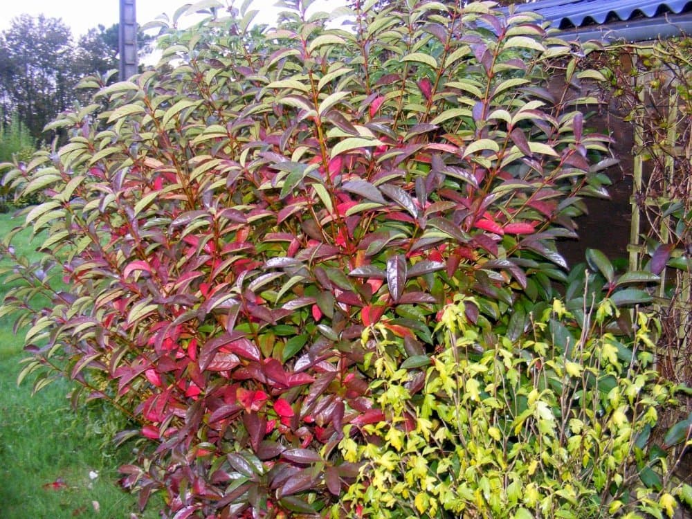 viburnum 'Le Bois Marquis'