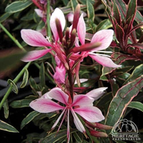 Clockweed 'Passionate Rainbow'