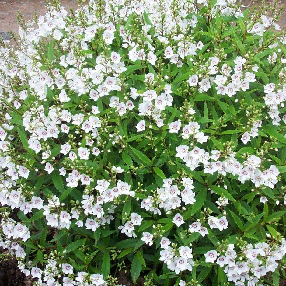 Lyall's Speedwell 'Snowcap'