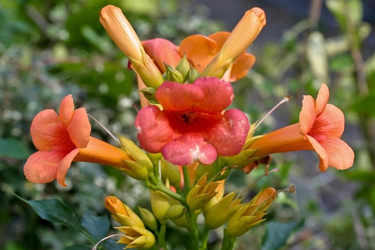 Trumpet creeper