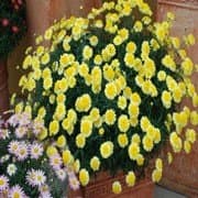 Marguerite Madeira Crested Yellow