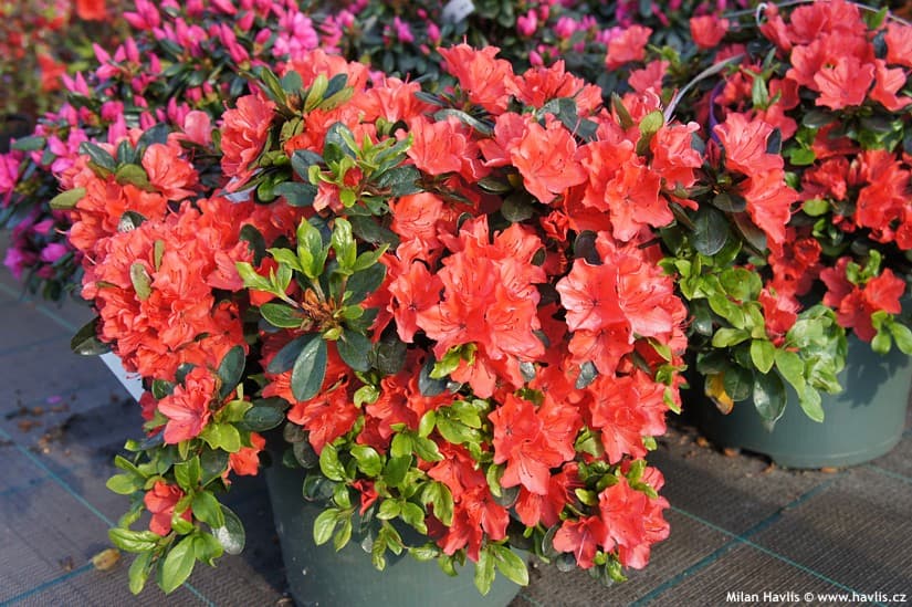 rhododendron 'Satschiko'