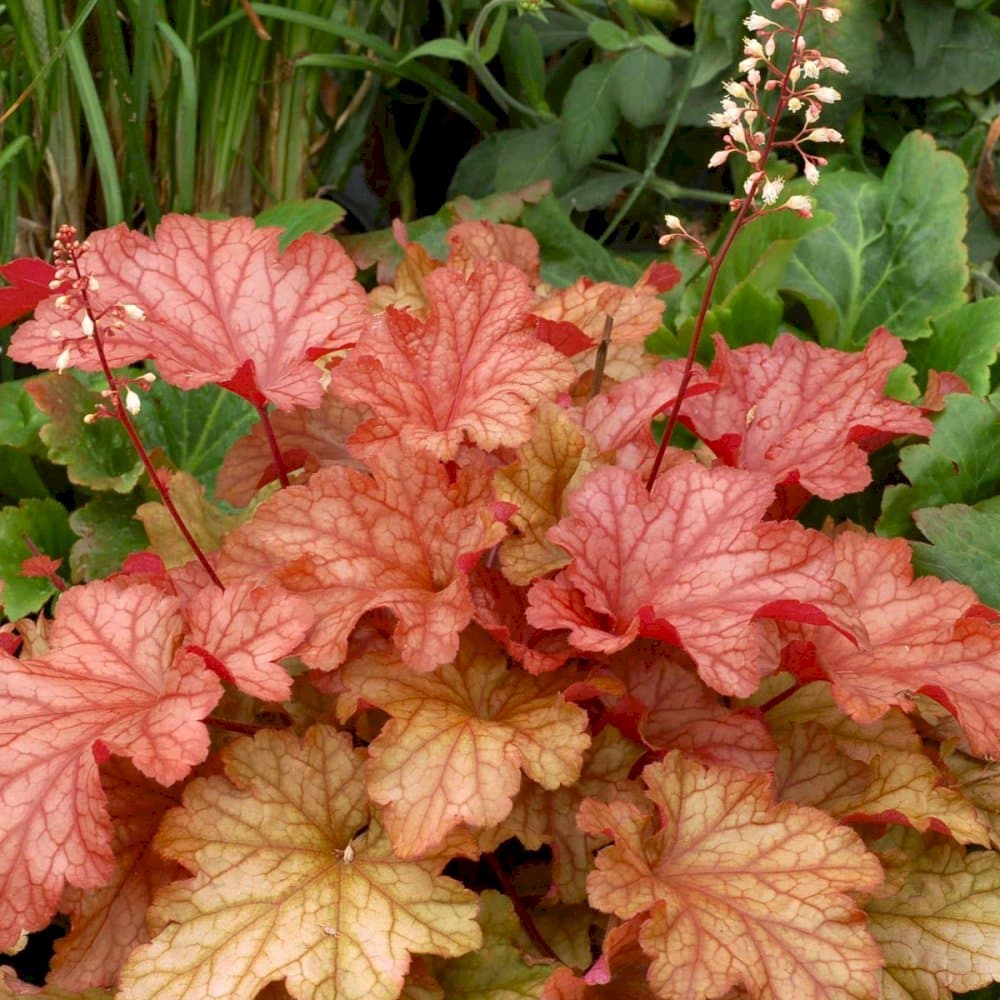 alum root 'Paprika'