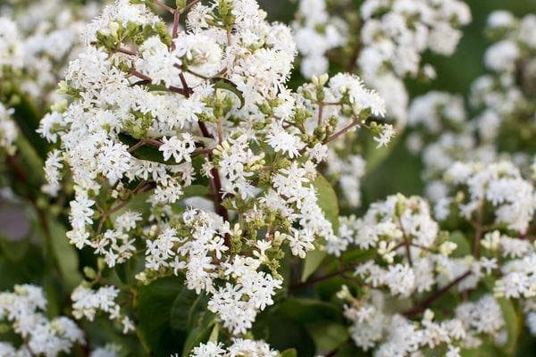 Seven son flower tree