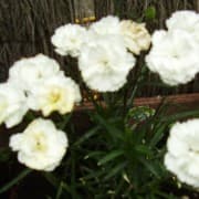 Border carnation 'Whitesmith'