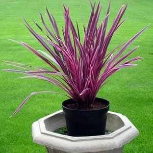 Cabbage palm