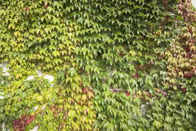 Small-leaved Virginia creeper