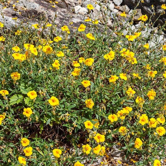 Rock Rose 'Ben Fhada'