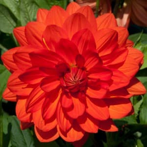 dahlia 'Stadt Spremberg'