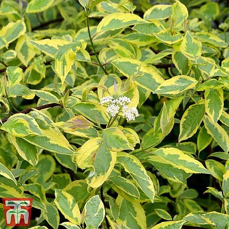 dogwood 'Gouchaultii'