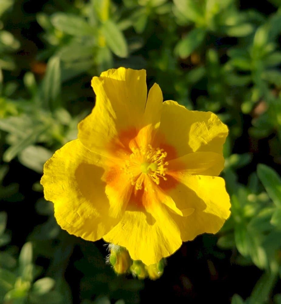 Rock rose 'Golden Queen'