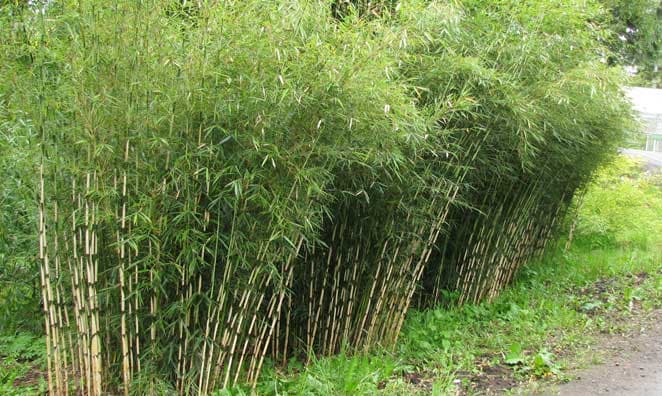 Umbrella Bamboo