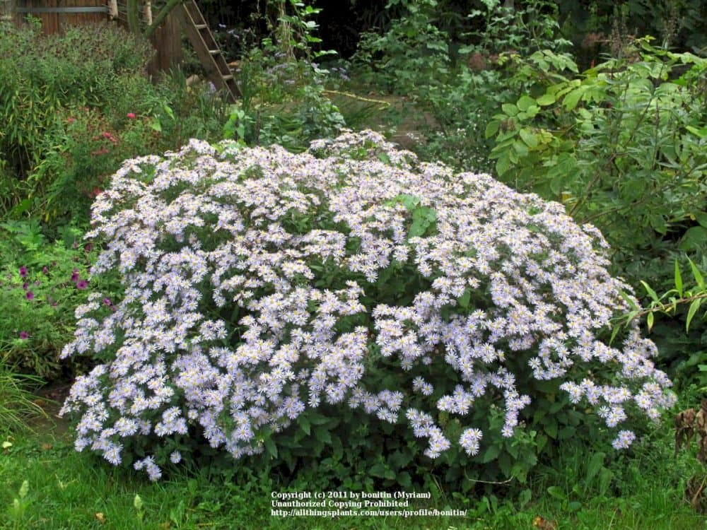 aster 'Asran'