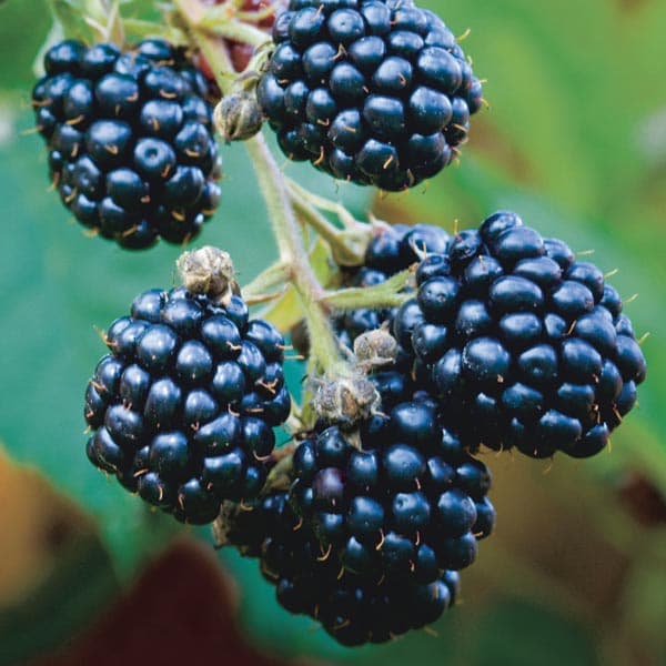 blackberry 'Ouachita'