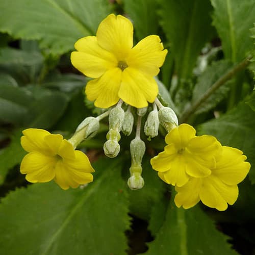 Kew primrose