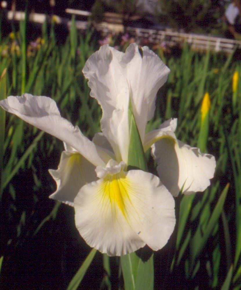 iris 'Clarke Cosgrove'