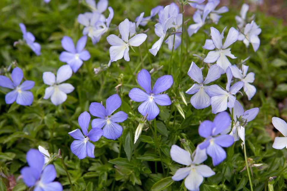 viola 'Belmont Blue'