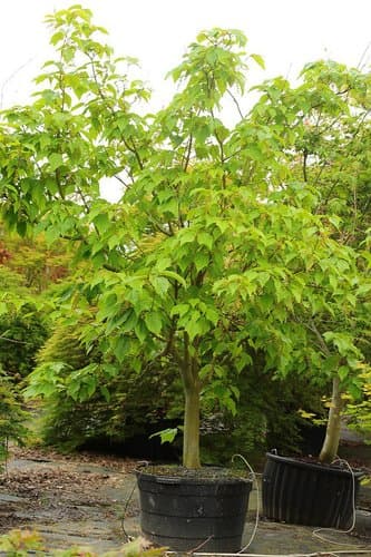 snakebark maple 'Silver Vein'