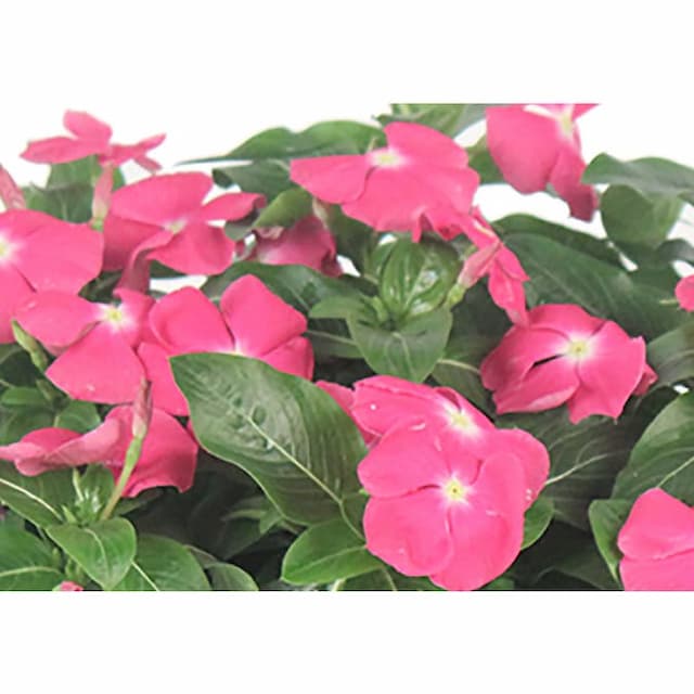 Madagascar periwinkle 'Pretty in Pink'