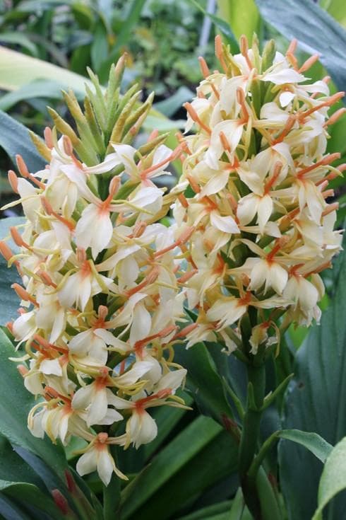 Hedychium 'Stephen'