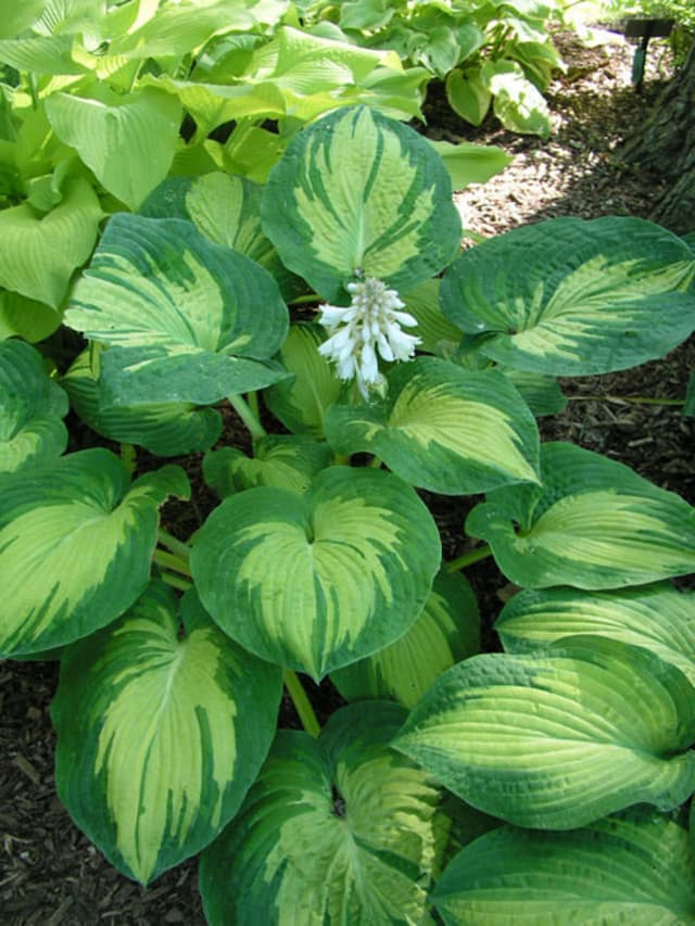 Plantain lily 'Great Expectations'