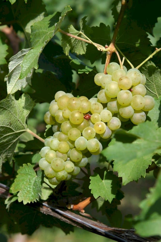 grape 'Bacchus'