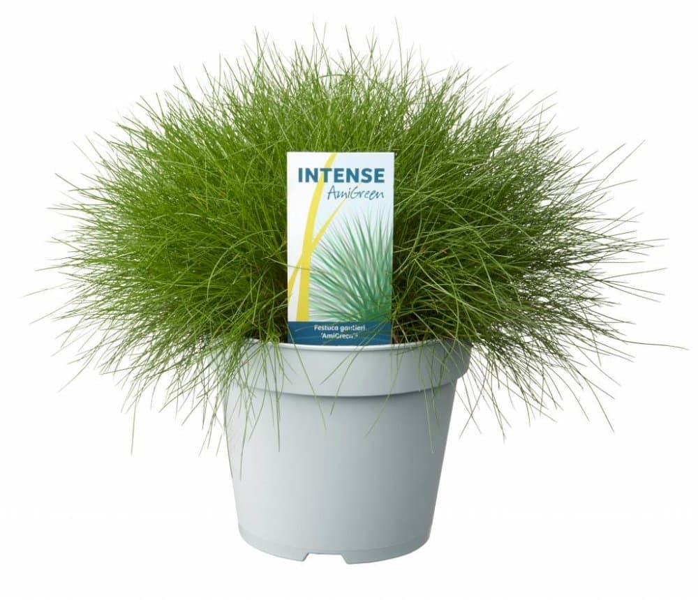 Spiky Fescue