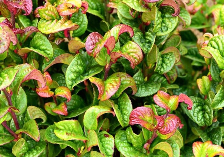 Leucothoe 'Red Curl'