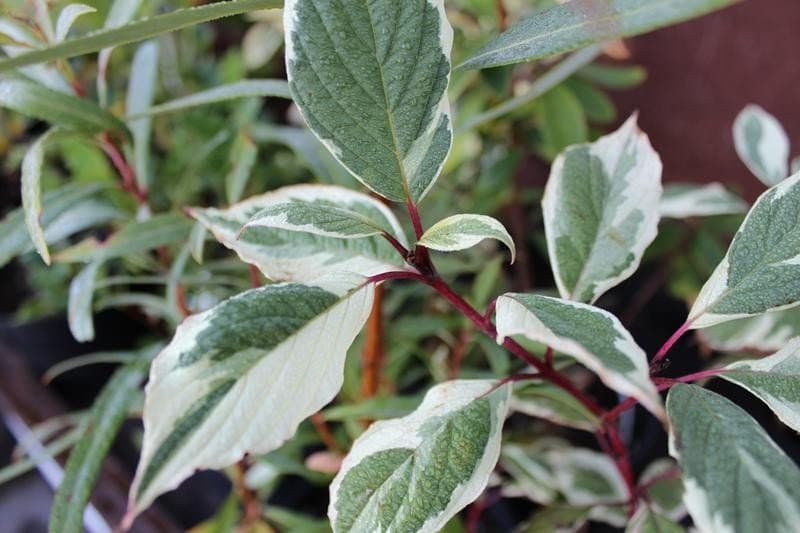 Tatarian Dogwood 'Sibirica Variegata'