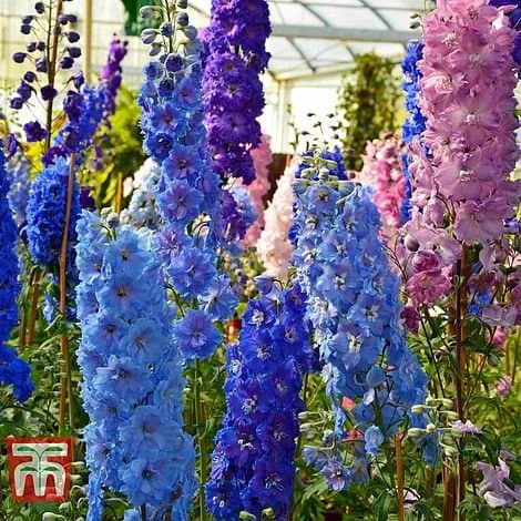 Delphinium 'Pacific Giants'