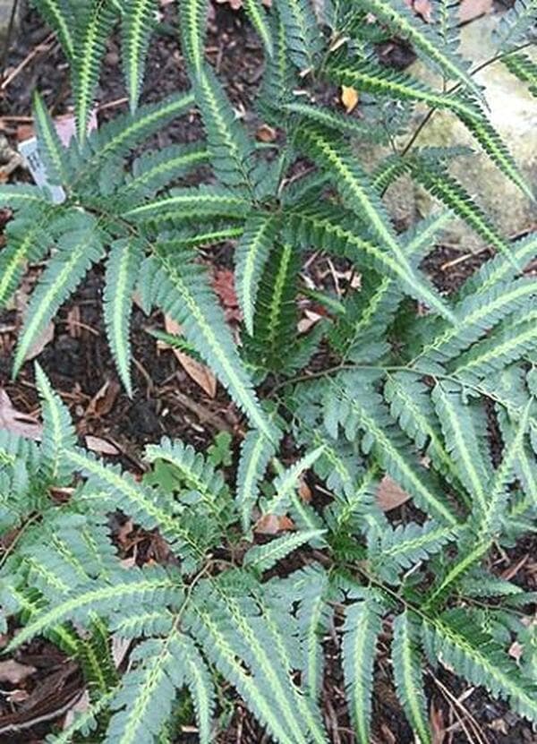 East Indian Holly Fern