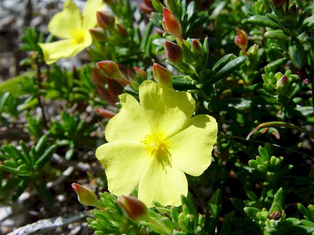 Calyx-Like Rock Rose